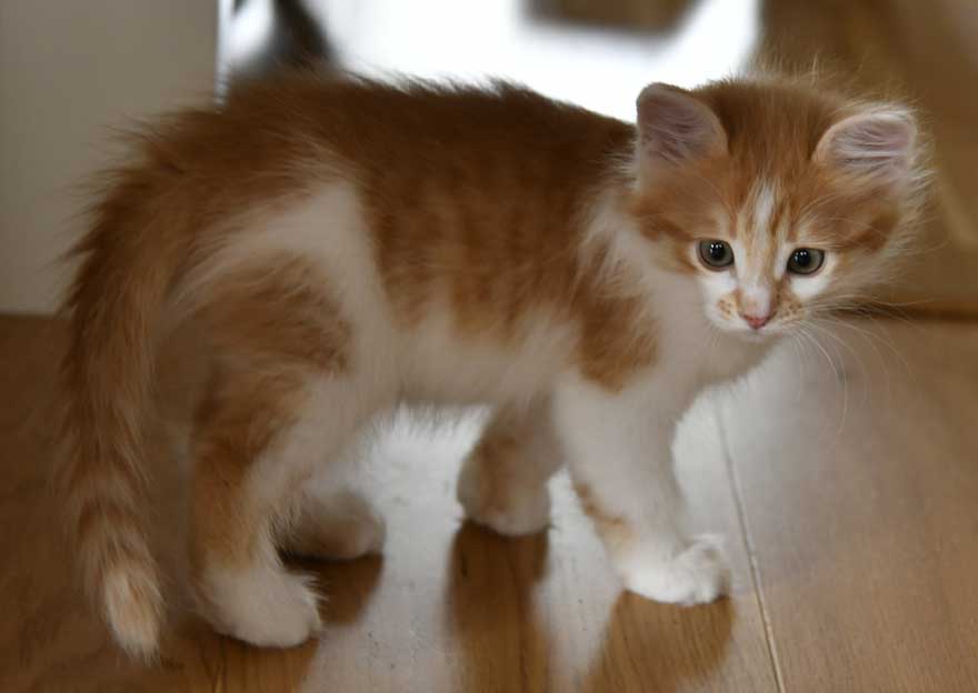 sibirisk kattunge Aldermin