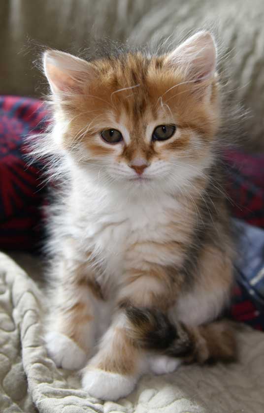 sibirisk kattunge Bella