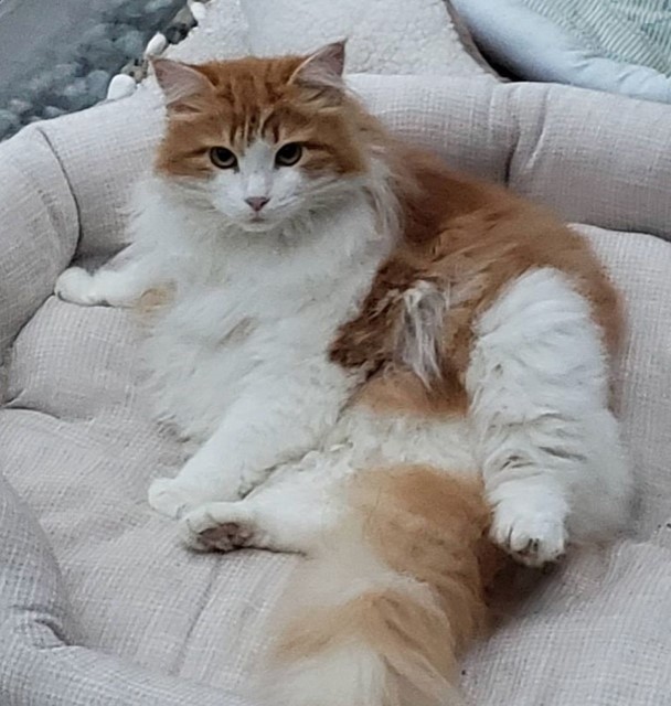 Sibirisk katt Rost