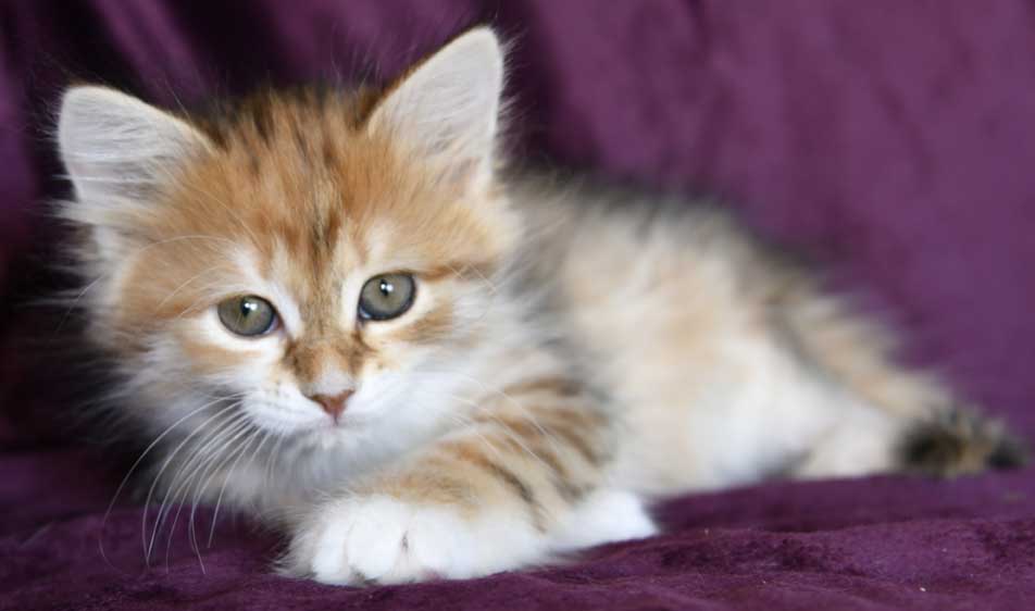 sibirisk kattunge Bella