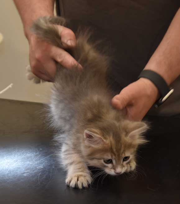 sibirisk kattunge Beemim
