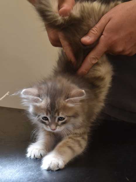sibirisk kattunge Beid