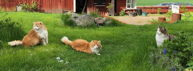 Sibiriska katter Ivan Gomes och Hubble