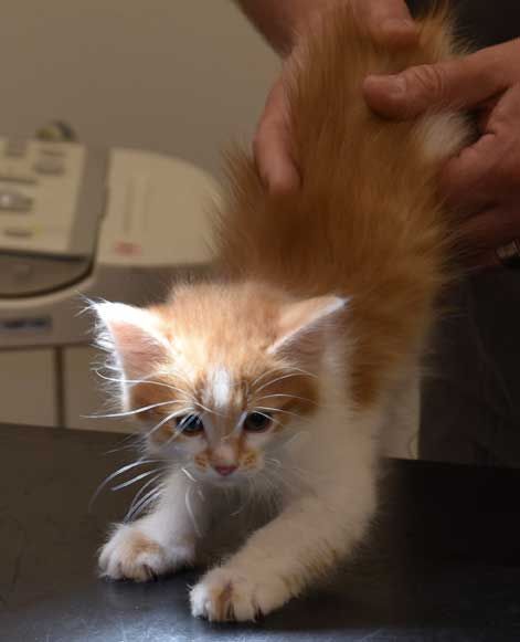 sibirisk kattunge Aldermin