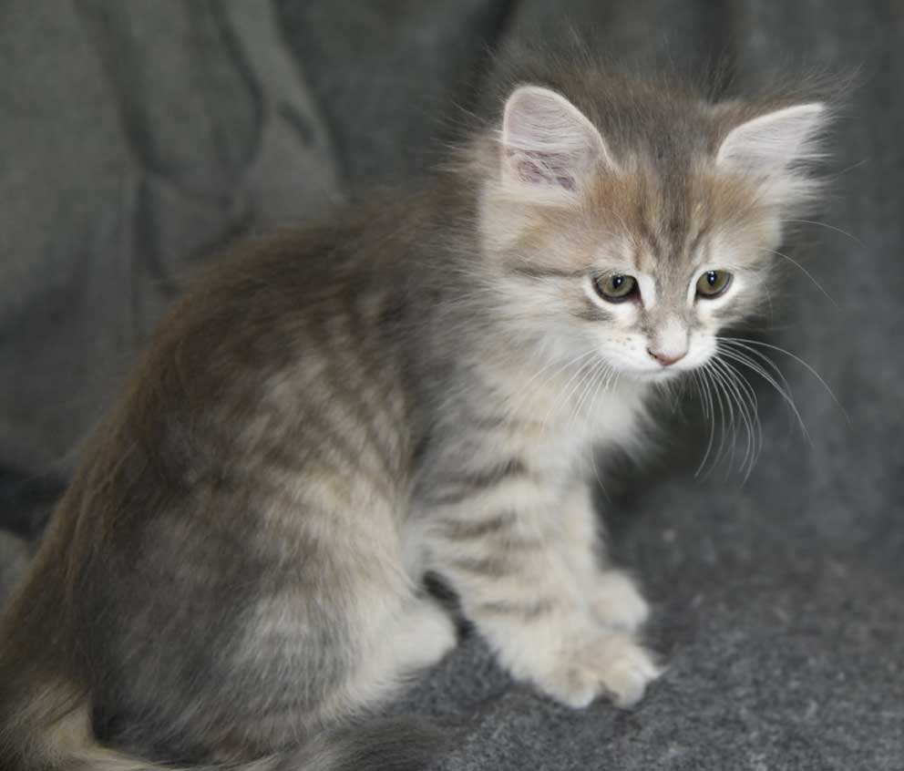 sibirisk kattunge Beemim