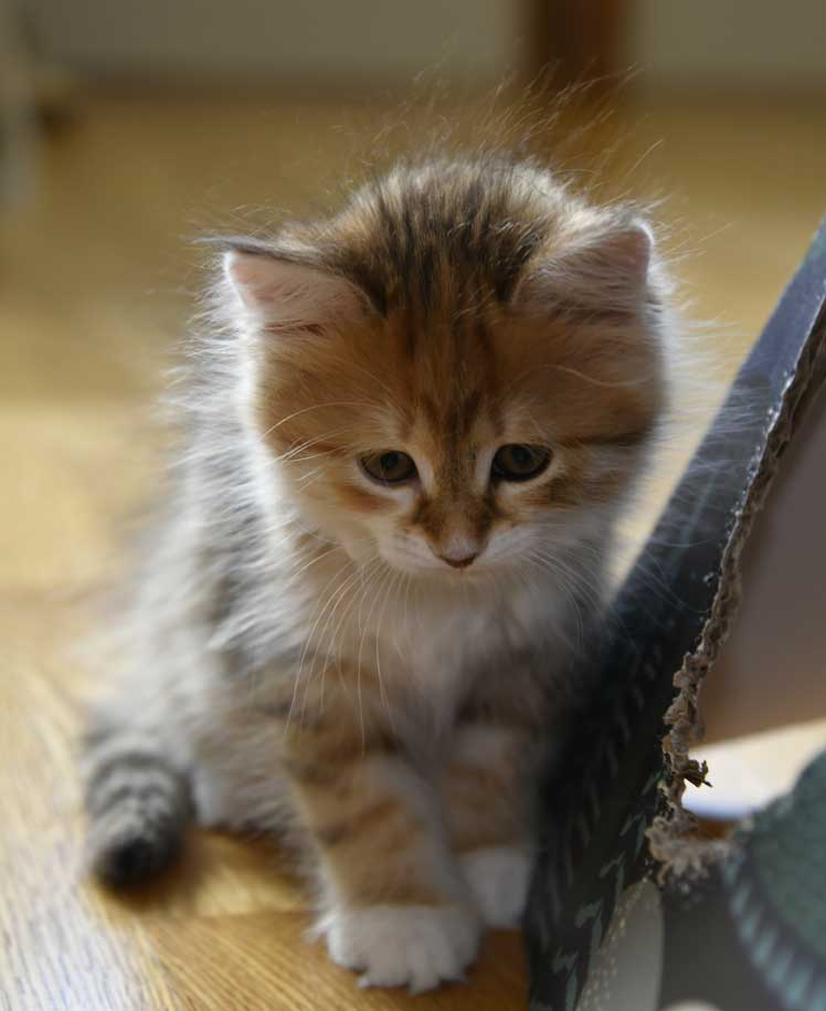 sibirisk kattunge Bella
