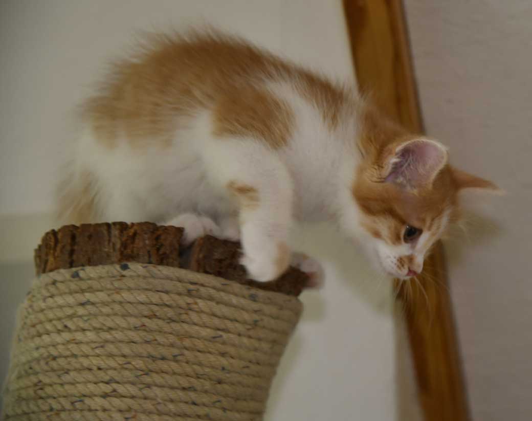 sibirisk kattunge Aldermin