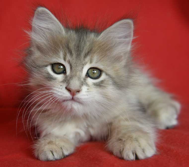 sibirisk kattunge Beemim