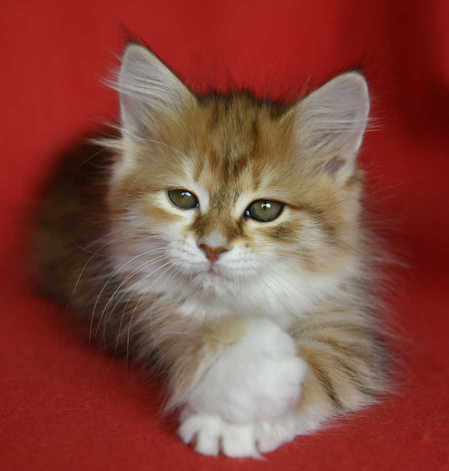 sibirisk kattunge Bella