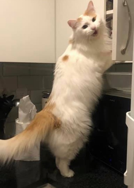 sibirisk katt Hermes