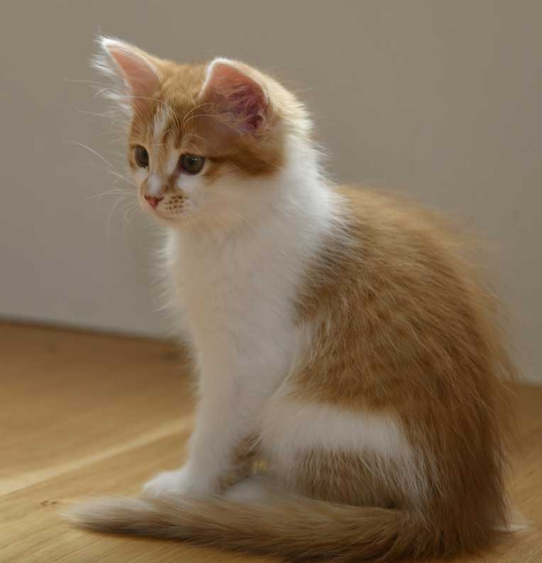 sibirisk kattunge Aldermin