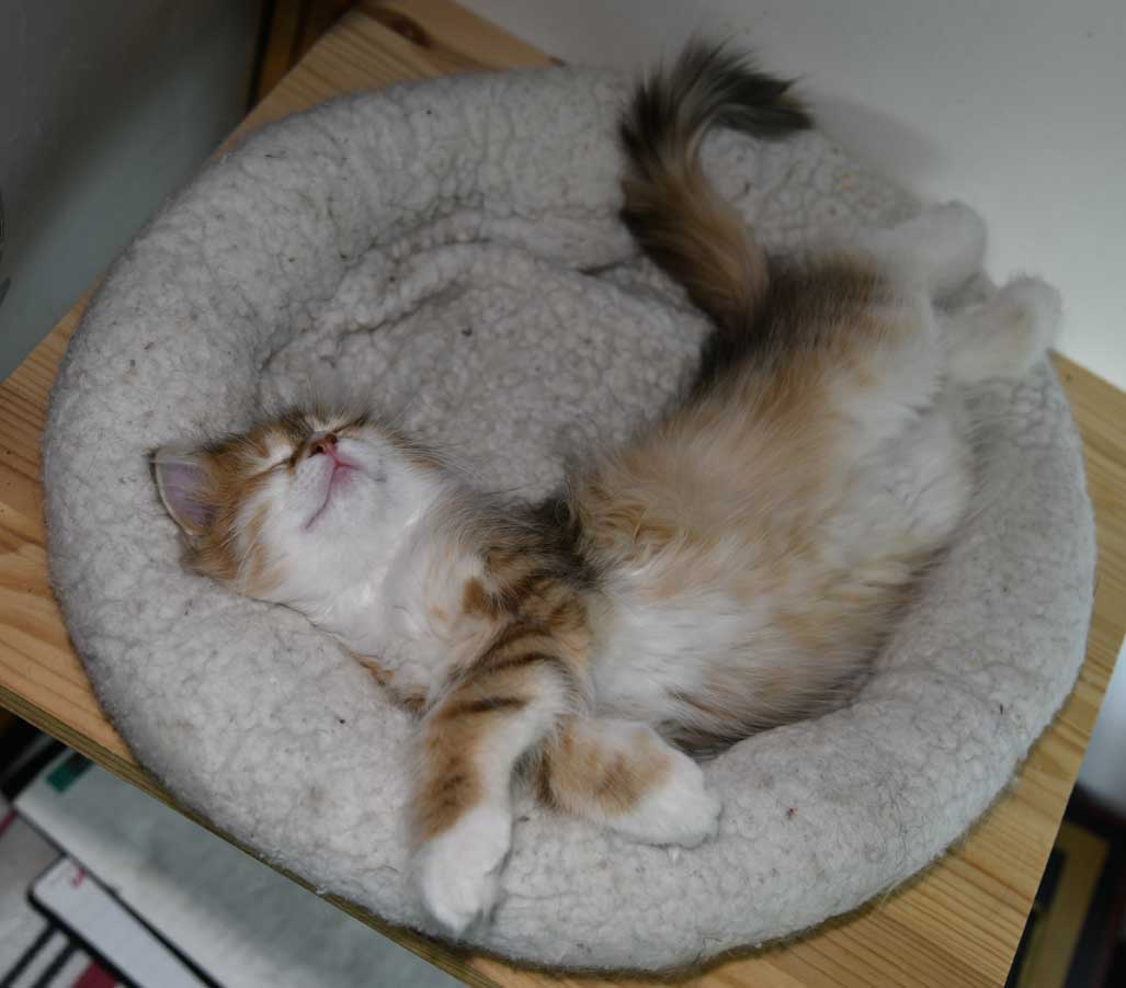 sibirisk kattunge Bella