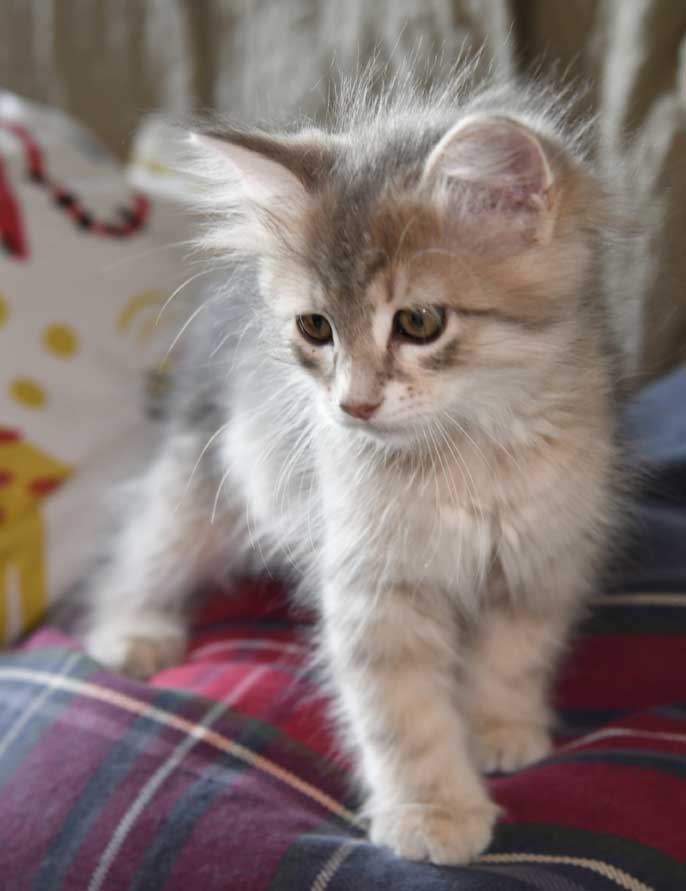 sibirisk kattunge Beemim