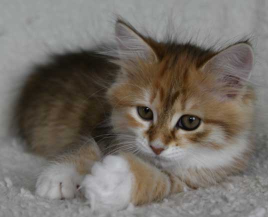 sibirisk kattunge Bella