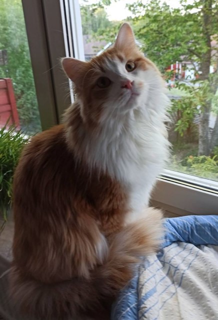 Sibirisk katt Verdi