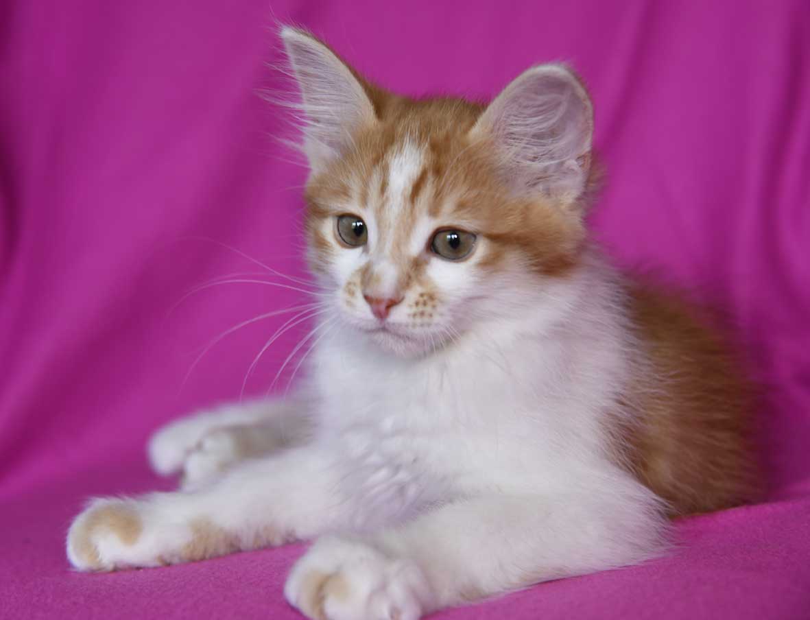 sibirisk kattunge Aldermin