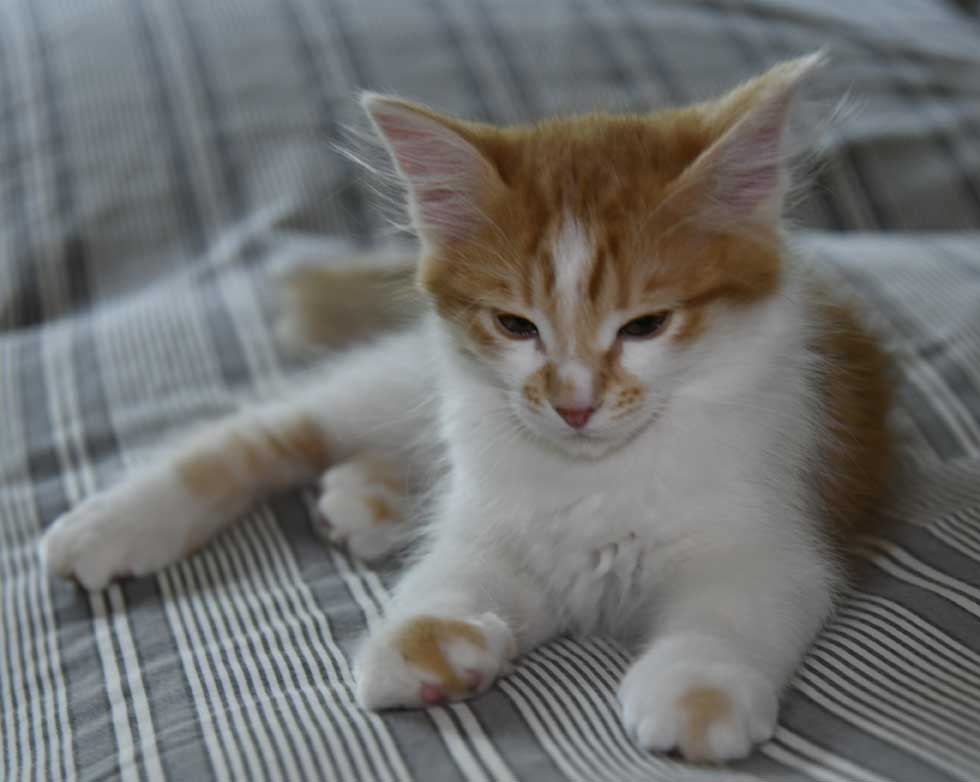 sibirisk kattunge Aldermin