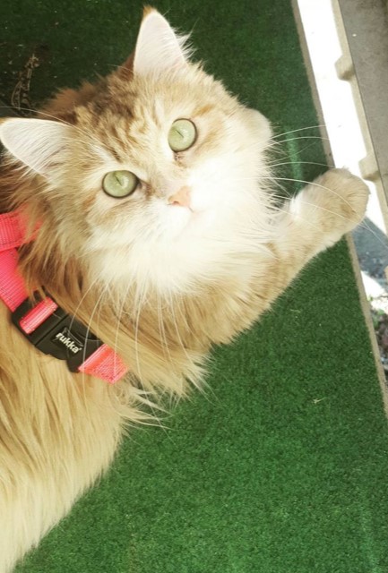 Sibirisk katt Marilyn
