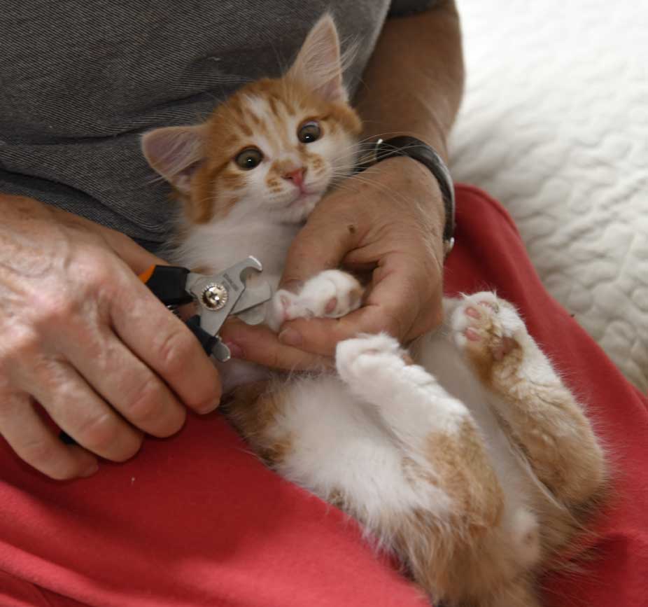 sibirisk kattunge Aldermin