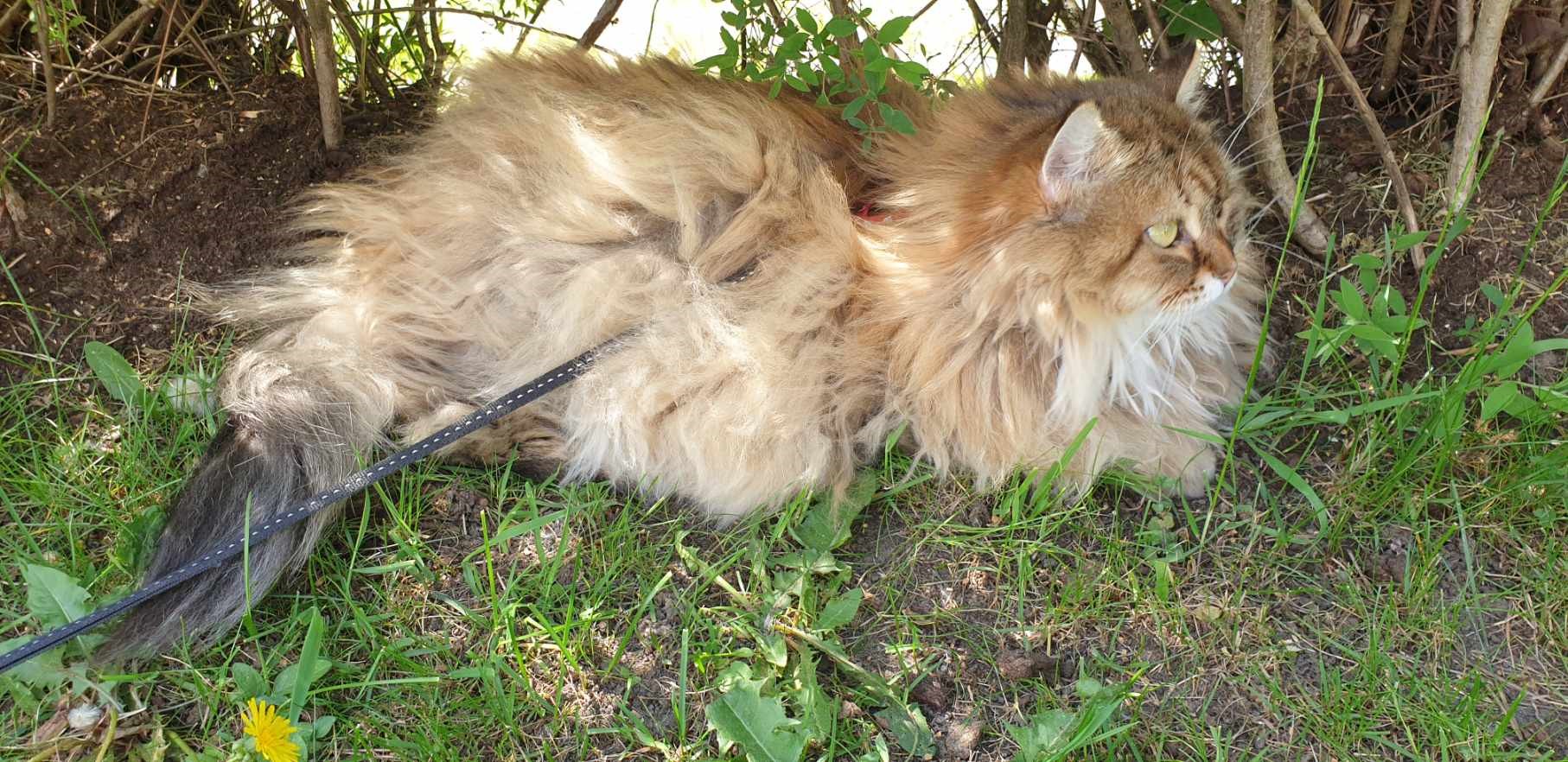 Sibirisk katt Styx