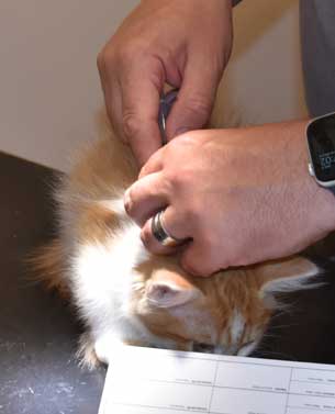 sibirisk kattunge Aldermin