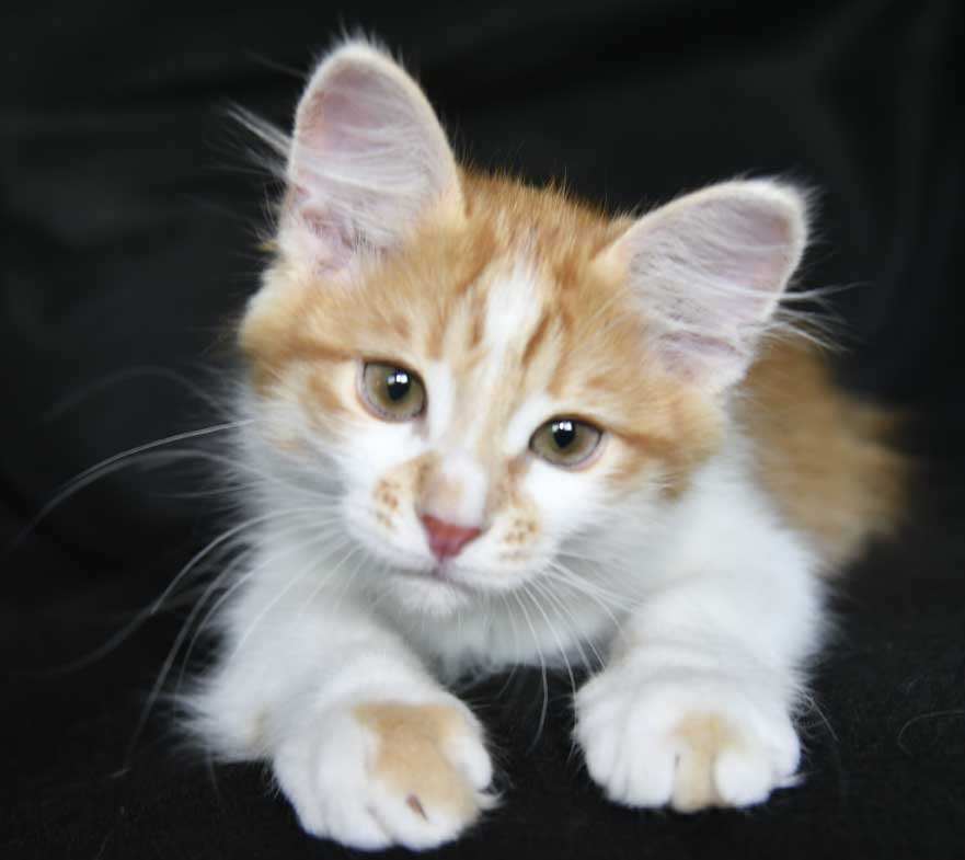 kattunge Aldermin