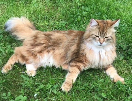 Sibirisk katt Ul