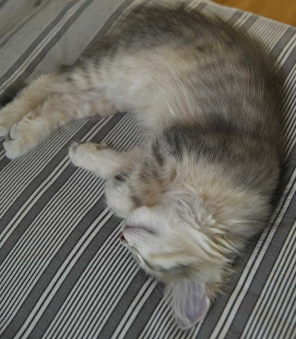 sibirisk kattunge Beemim
