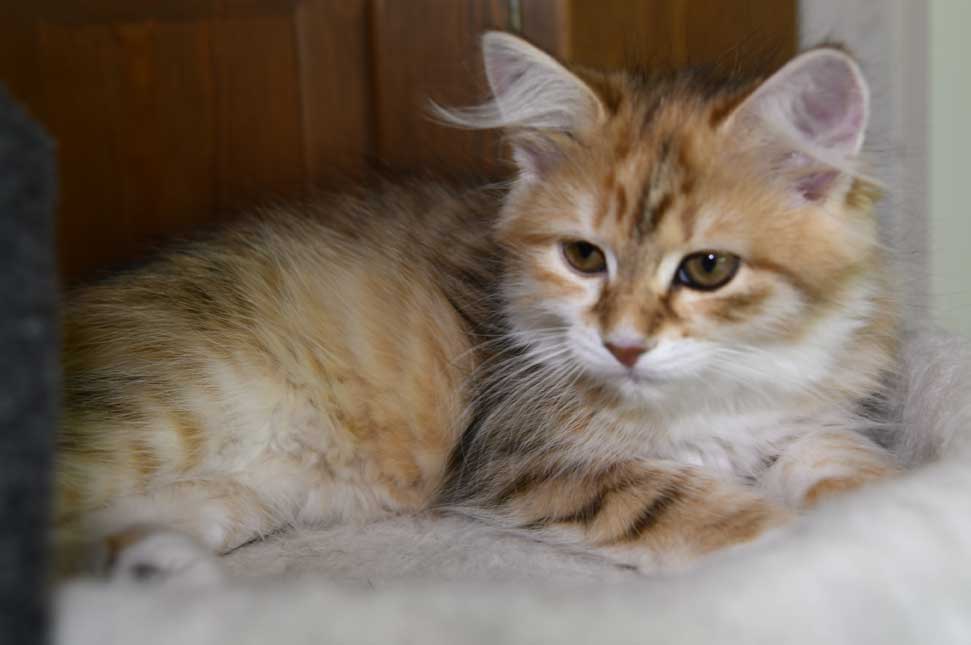 sibirisk kattunge Bella