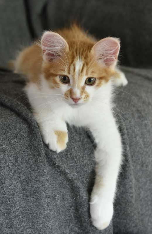 sibirisk kattunge Aldermin