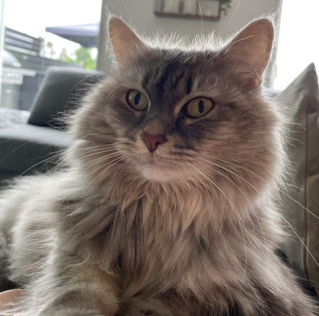 Sibirisk katt Selene