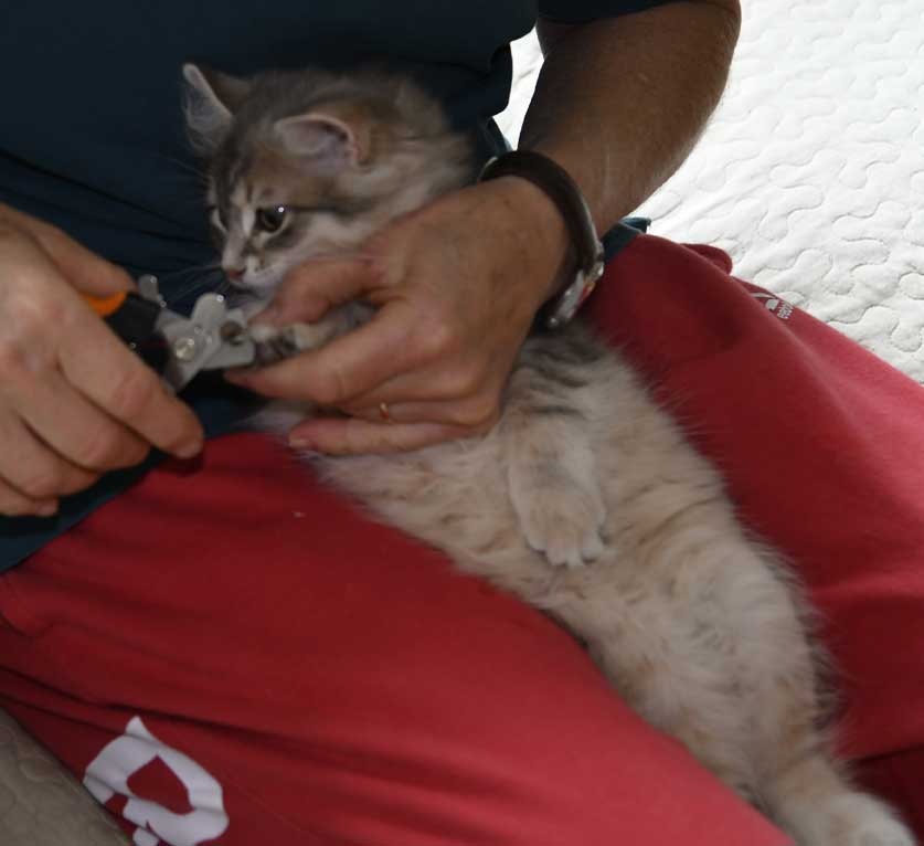 sibirisk kattunge Beid