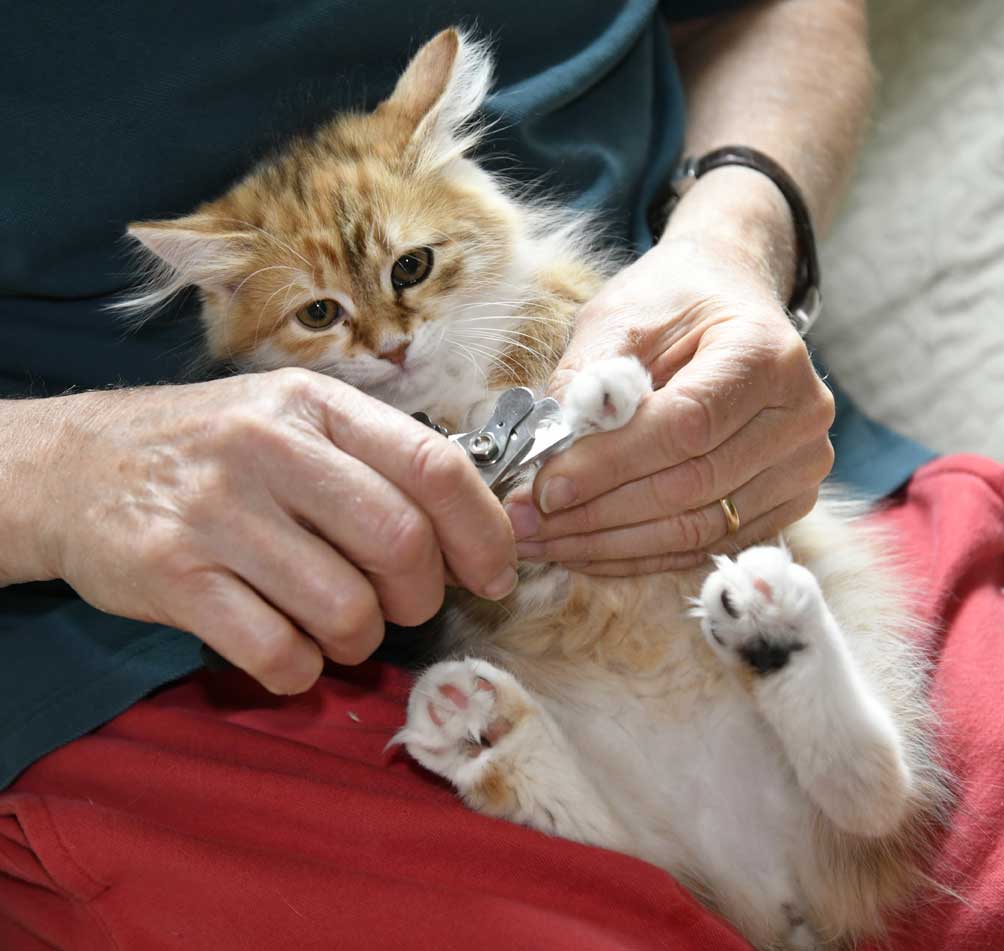 sibirisk kattunge Bella