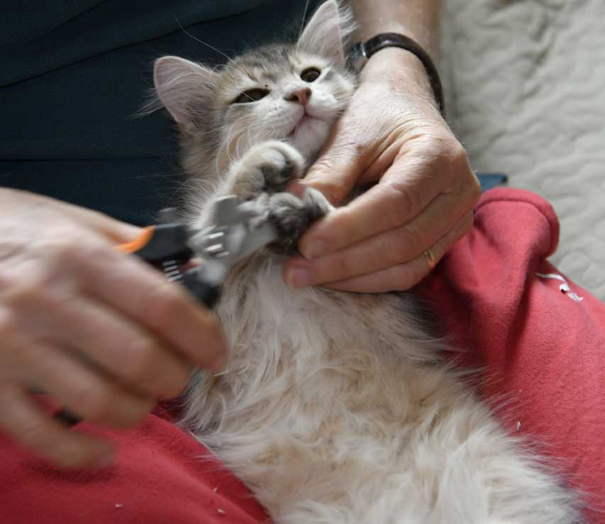 sibirisk kattunge Beemim
