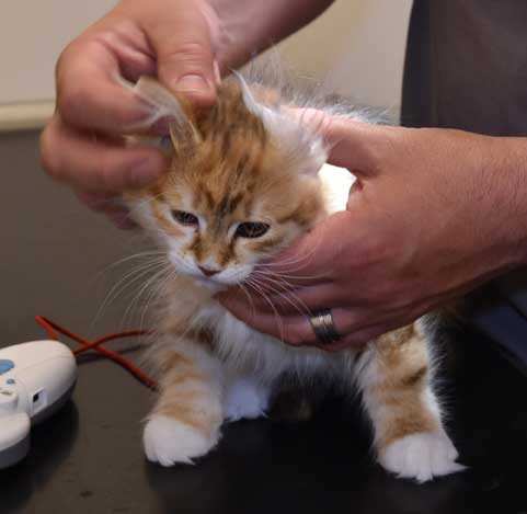 sibirisk kattunge Bella