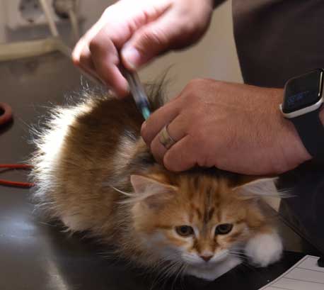 sibirisk kattunge Bella