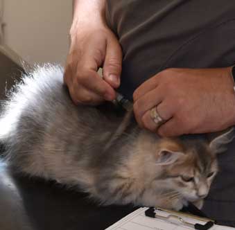 sibirisk kattunge Beemim