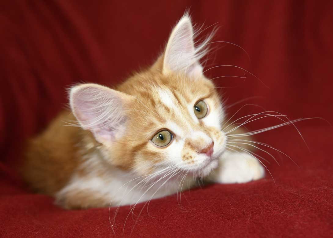 sibirisk kattunge Aldermin