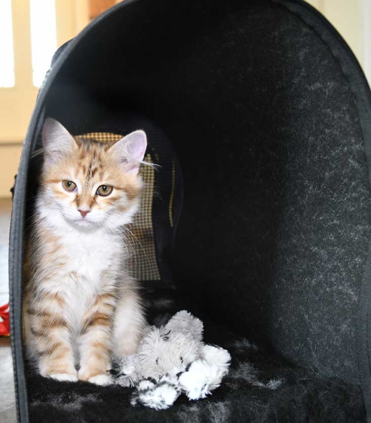 sibirisk kattunge Bella