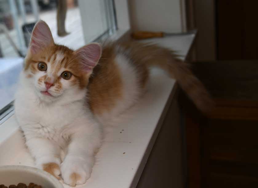 sibirisk kattunge Aldermin