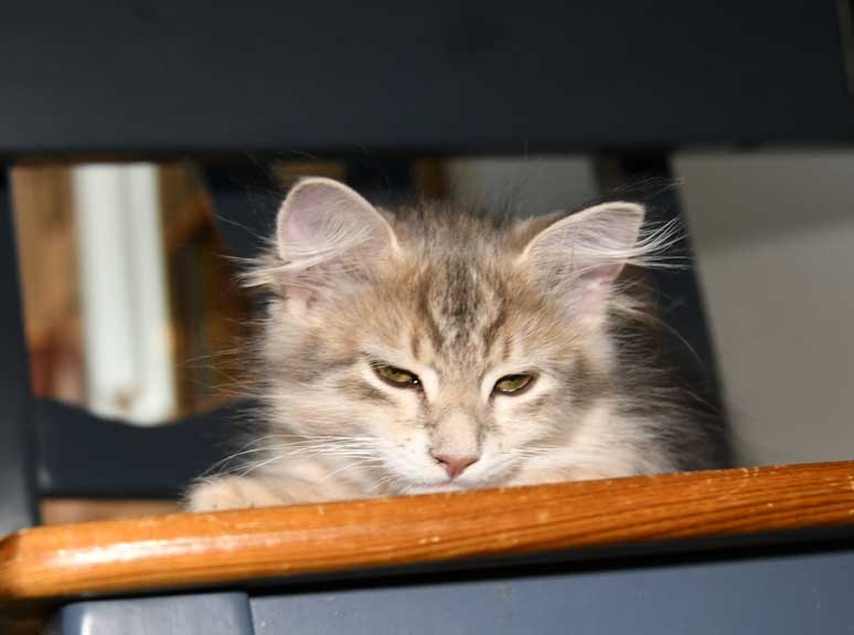 sibirisk kattunge Beemim