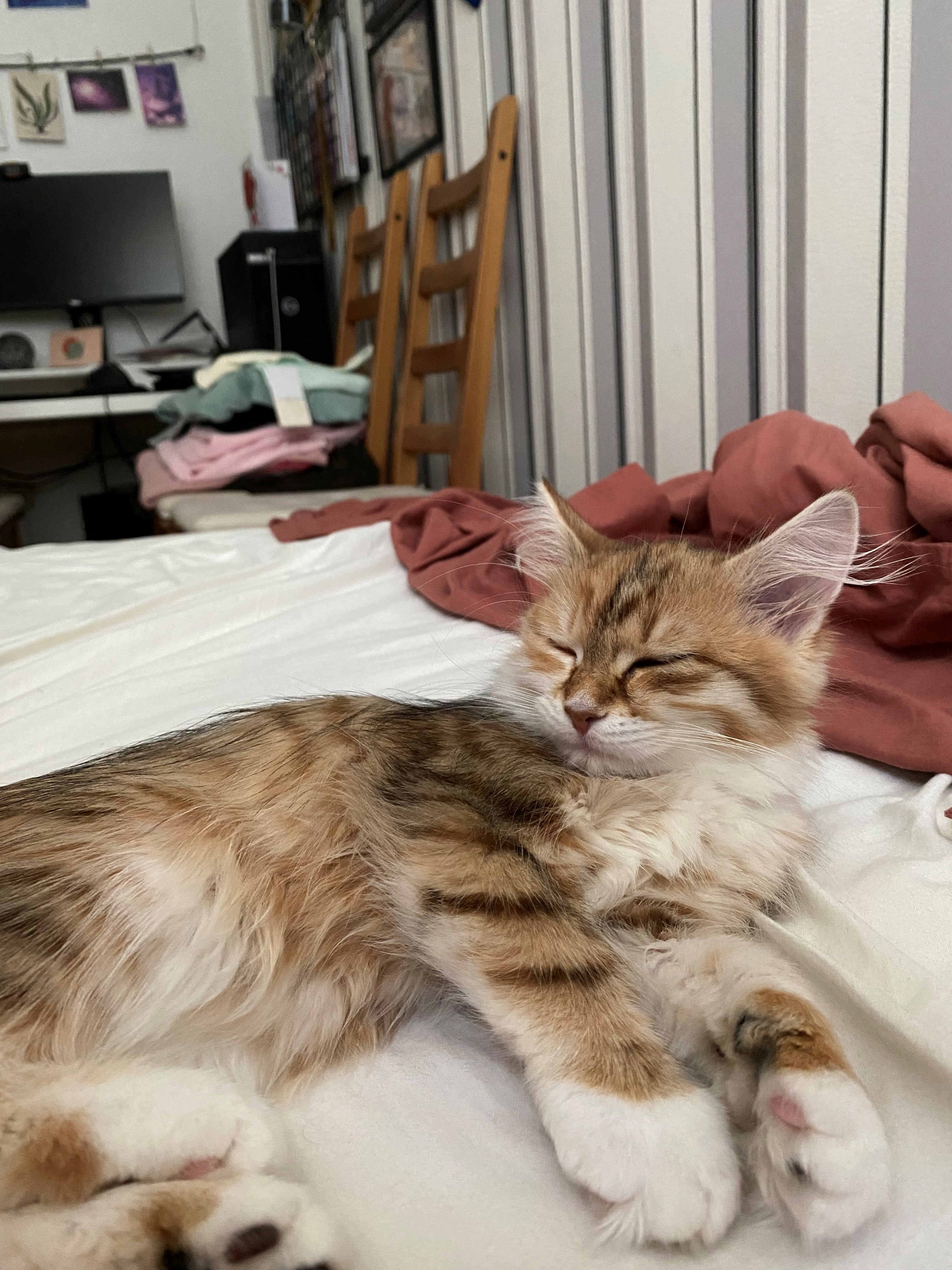 Sibirisk katt Bella