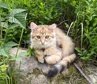 Sibirisk katt Betelgeuse