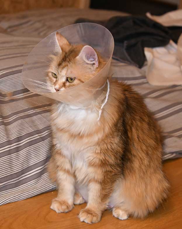 sibirisk katt Uni