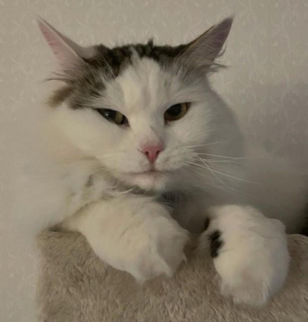 Sibirisk katt Castor