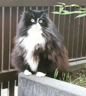 Sibirisk katt Olea