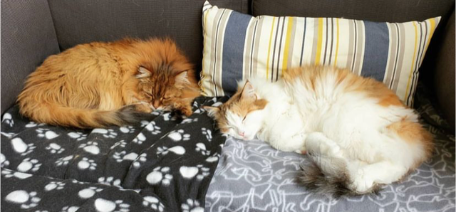 Sibirisk katt Nymphe o Orinda
