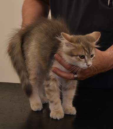 sibirisk kattunge Beemim