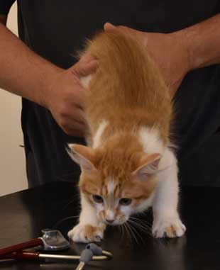 sibirisk kattunge Aldermin