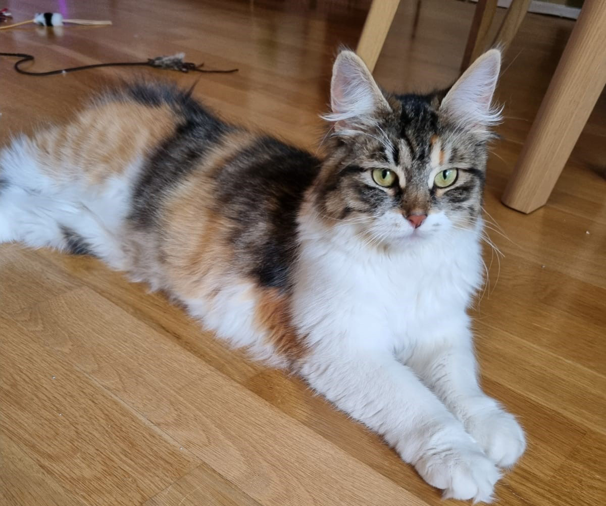 Sibirisk katt Xainza